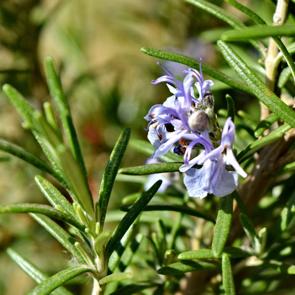 Plante - Romarin