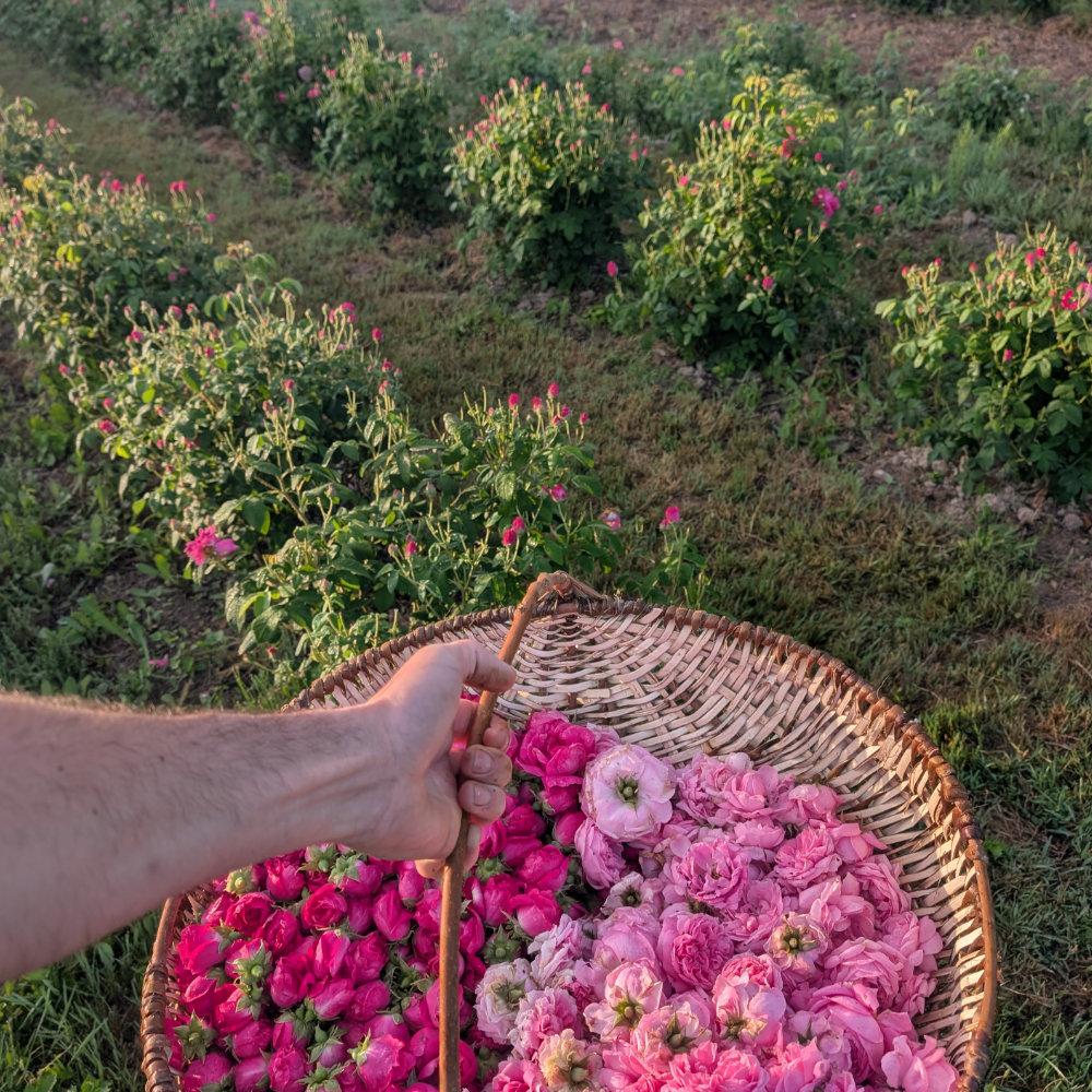 Eau Florale - Rose - Jardin