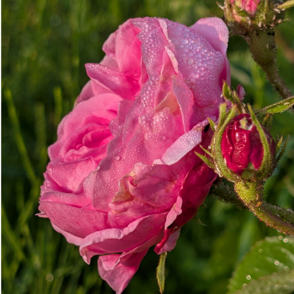 Eau Florale de Rose